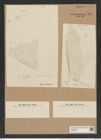 Triceratium grande ? f. pentagonium Pant. (de-Toni-Nr.: Genus 138, Species 3691) Zeichnungen Sammlung Grunow Nr. 7168 (NHMW-BOT-W0376145)